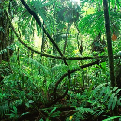 Chiapas Selva Lacandona